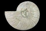 Silver Iridescent Ammonite (Cleoniceras) Fossil - Madagascar #157159-1